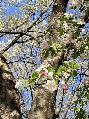 It's Earth Day. Hug a Tree! 04/22/22