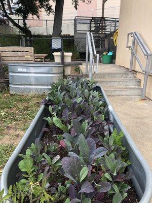 Kids help plant seeds and tend the garden.