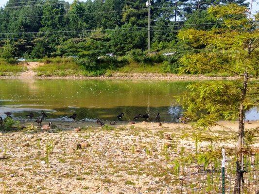 Little pond with lots of cute ducks and geese