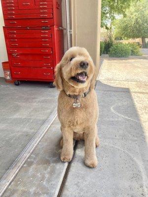 Fresh cut for my goldendoodle from Kelly