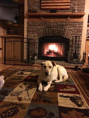 Lexi patiently waiting for her treat from Wagging Tails