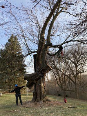 Removing a large limb out of this silver maple. Rigging is an essential aspect of tree work.