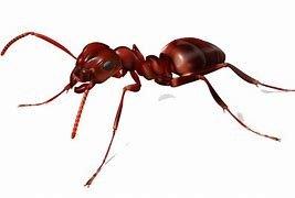 All ants are warrantied