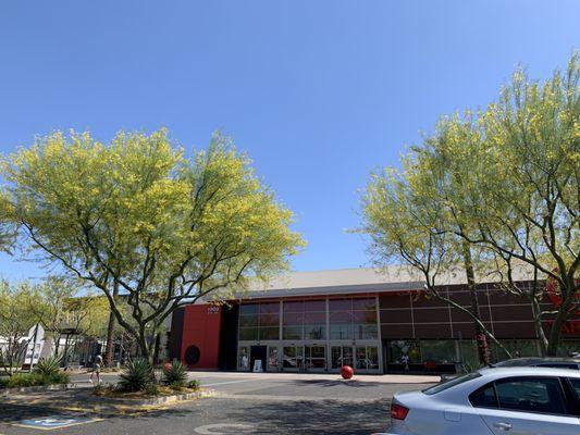 Palo Verde trees in front of Target in Tempe, Arizona April 2021