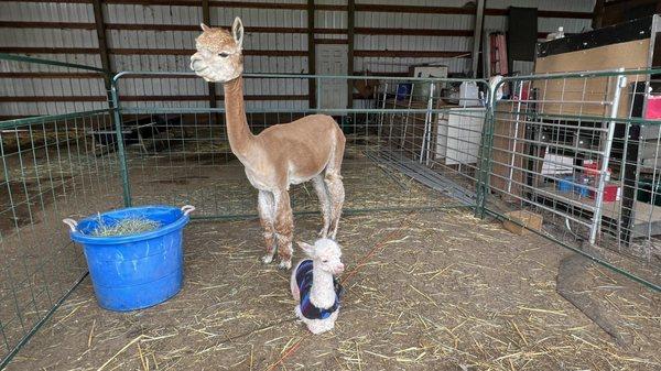 Mama Alpaca with brand new Cria! (Baby Alpaca).