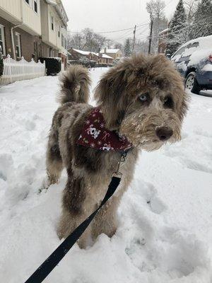 After his first "puppy cut" just to trim and clean him up and get used to grooming