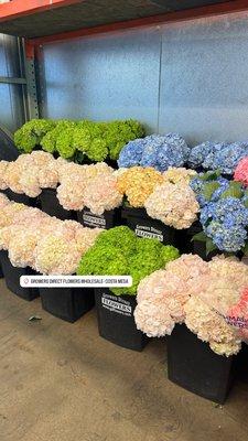 Hydrangeas! We sell boxes also :)