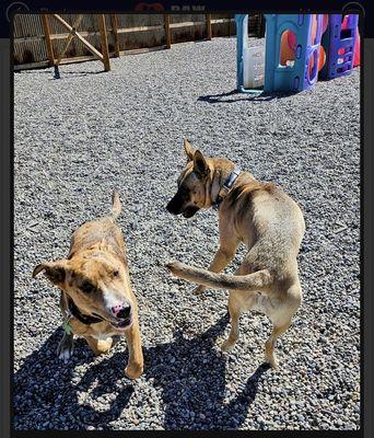 Two dogs, play area