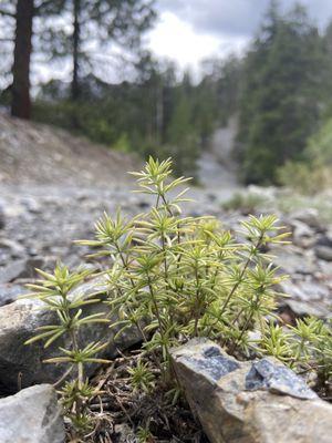 Bristlecone Trail