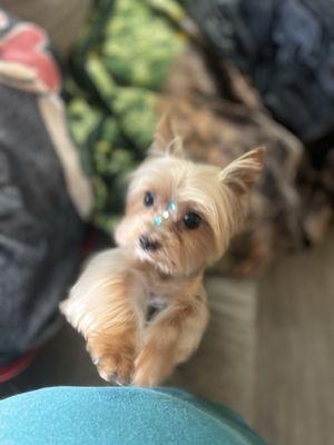 Manuel from Furryland grooming did an amazing job on my yorkie  I love how they pad-dazzled him looks so adorable!!