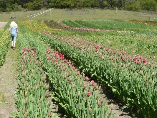 field of certified organic tulips