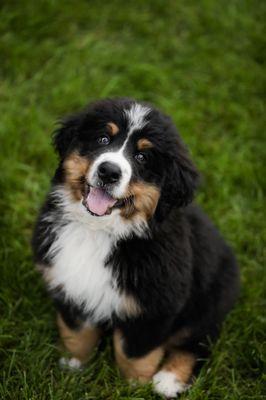 This is Chevy, Dr. Whittle and staff take great care of him.  He loves seeing them!