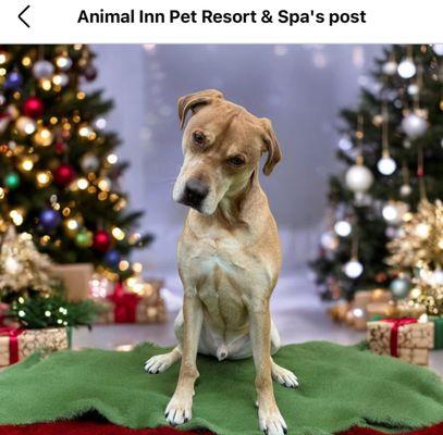 Animal Inn Pet Resort & Spa