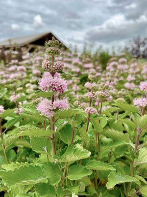 We have a huge variety of perennials all year long!