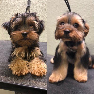 Before and after grooming