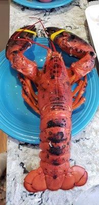 Cooked lobster