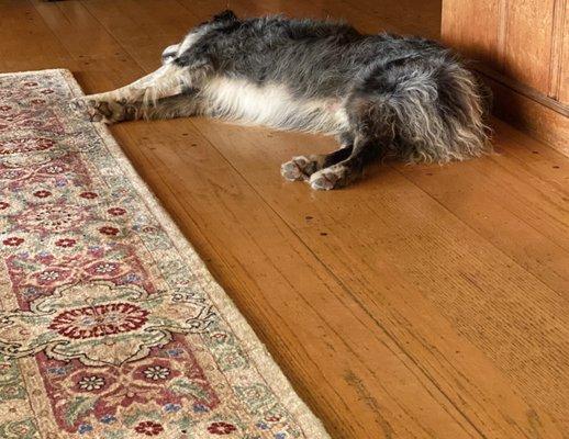 Atticus is pleased with the cleaned and repaired rug.