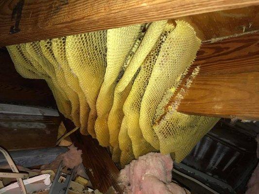 Bee Hive in Attic!