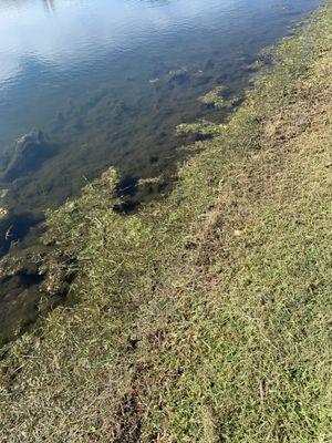 More debris on water