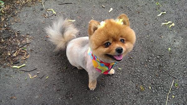 Shaved Pom (at my request)