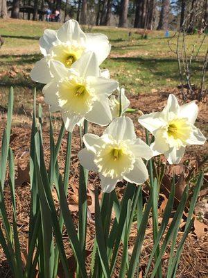 Flowers in February