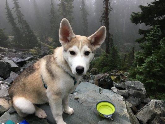 Balto's first hike using training from Karma Dog!