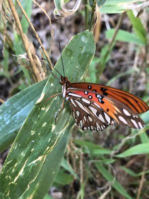 A gulf Fritillary butterfly.