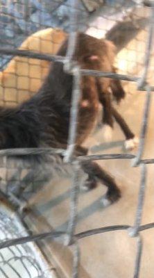 Dog in cage since 2013, open wounds, hurt back leg