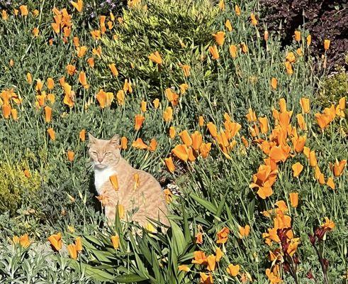 This cat is our friend!