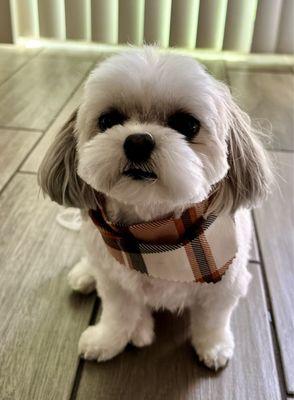 Great haircut. And bandana. Cutest little guy.