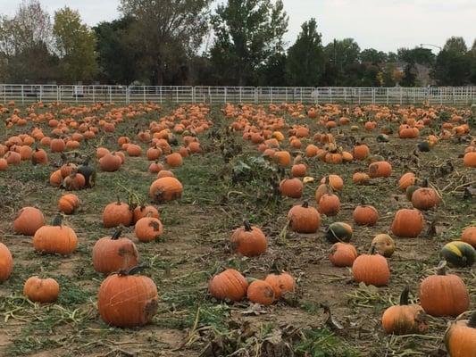 The Pumpkin Patch!