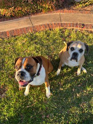 The boxers after a fun day at Top Dog Ranch