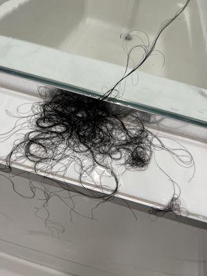 I loose this much of their "human hair" on a daily basis due to constant tangling.