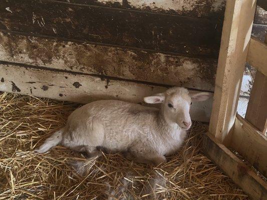 Baby ewe Two Bit