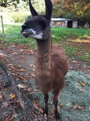 Llama. Extra curious