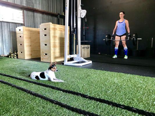 Dogs are welcome at our new training facility.