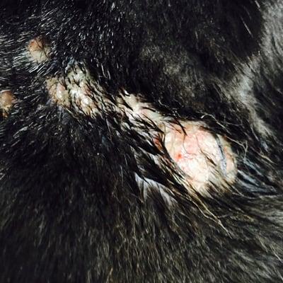 This is the wound on my husky mix's neck