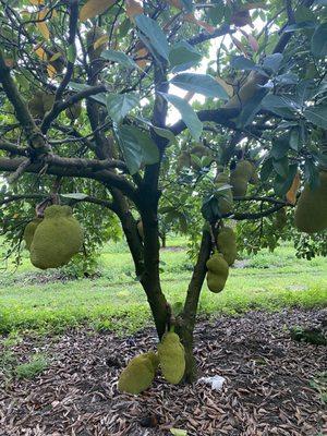 Jackfruit