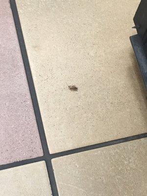 Cockroaches and homeless guys here.