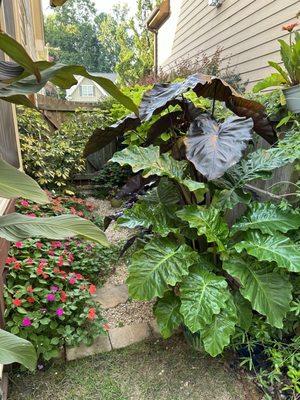 Some of the elephant ears purchased here . They are 6 foot.