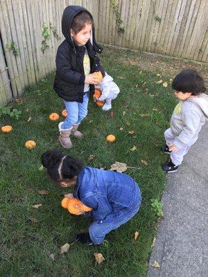 Picking pumpkins