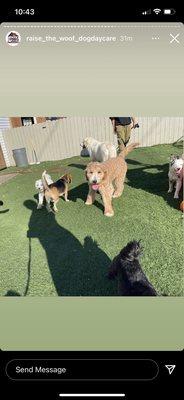 Our pup having the time of her life at daycare!