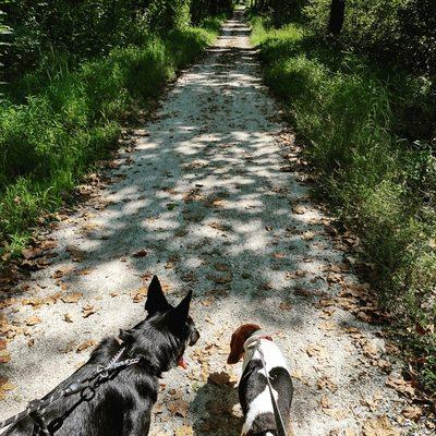 Walking the dogs on Piney River Trail