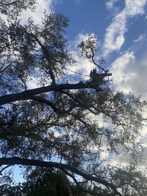 Trimming a oak liter off a roof