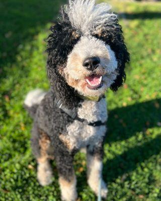 @mrwinstigram the Bernedoodle