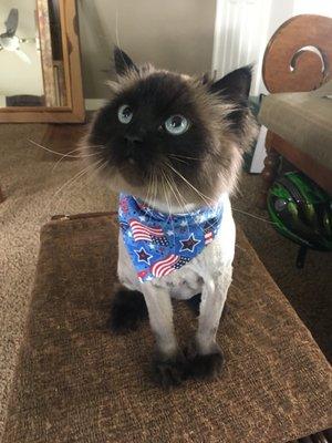 All American kitty