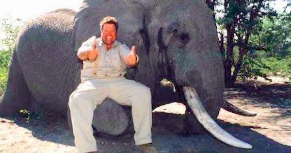 This is the owner of Jimmy John's with a dead elephant - That he just killed for no good reason ~ 2 thumbs up!!