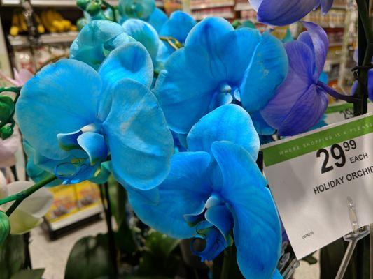 Orchids on sale at Publix