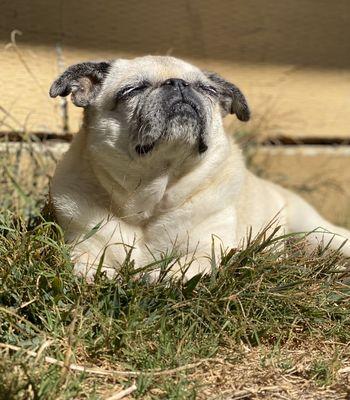 Sweet Jazzy sunbathing