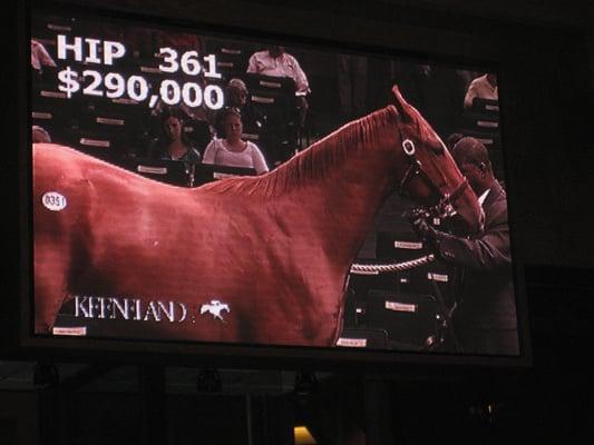 Keeneland's September Yearling Sales